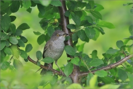 <p>PĚNICE VLAŠSKÁ (Sylvia nisoria) /Berred warbler - Sperbergerasmücke/</p>